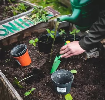 A person giving water to small plants